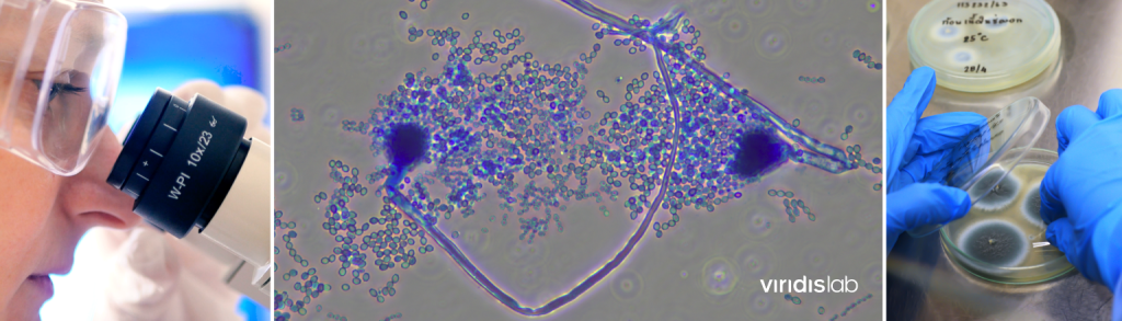 viridis lab 400x photo