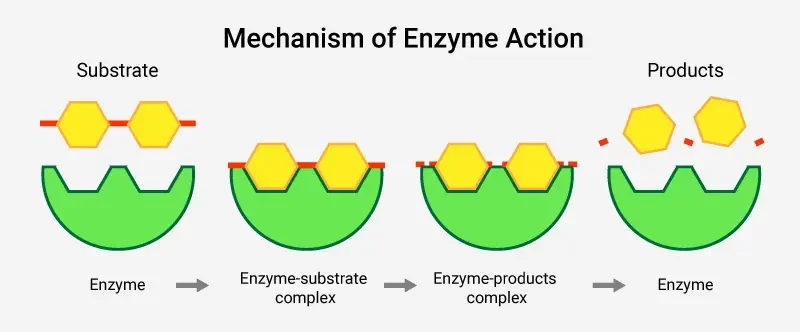 enzyme-action enzyme action diagram