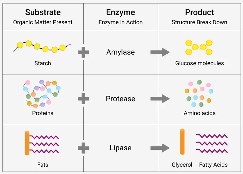 enzyme action chart