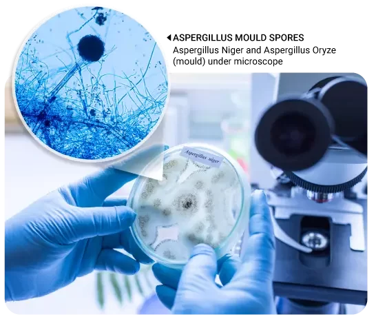 Aspergillus niger and Aspergillus oryze (mould) under microscope