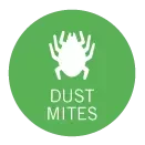 dust